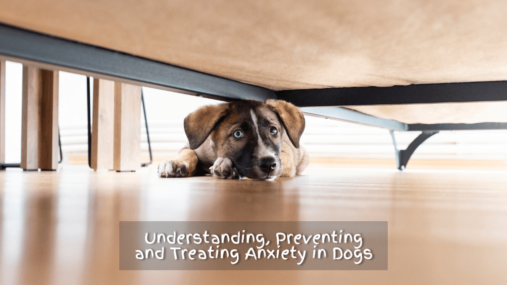 Understanding, Preventing and Treating Anxiety in Dogs Understanding, Preventing and Treating Anxiety in Dogs